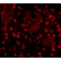 Anti-FTO antibody used in ICC/IF. GTX85019