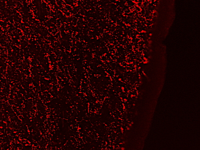 Anti-GAL antibody, Internal used in ICC/IF. GTX88303