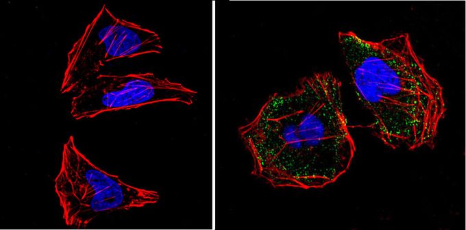 Anti-GAP antibody [B4F8] used in ICC/IF. GTX22922