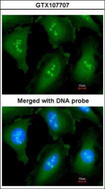 Anti-GOLGA6B antibody [C2], C-term used in ICC/IF. GTX107707