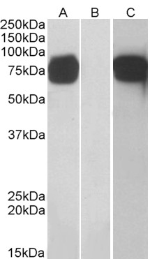 Anti-GOLPH2 antibody, C-term used in Western blot. GTX89715