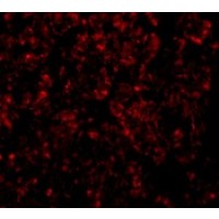 Anti-GOLPH3 antibody used in ICC/IF. GTX85238