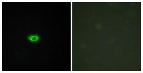 Anti-GPR108 antibody used in ICC/IF. GTX87178