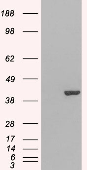 Anti-GRAP2 / GRID / Grf40 antibody, C-term used in Western blot. GTX89923