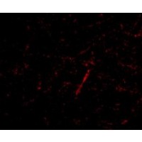 Anti-Grik4 antibody used in ICC/IF. GTX85044