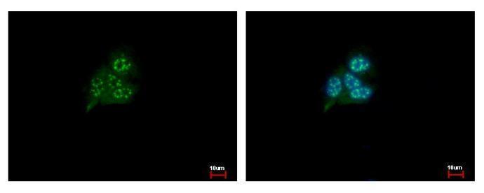 Anti-GS1 antibody used in ICC/IF. GTX115073