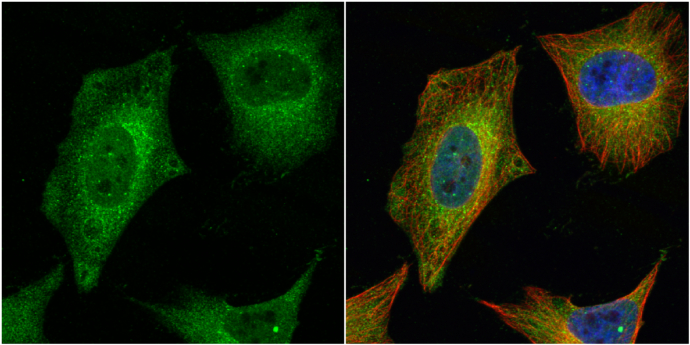Anti-HAUS2 antibody [N1C3-2] used in ICC/IF. GTX118734