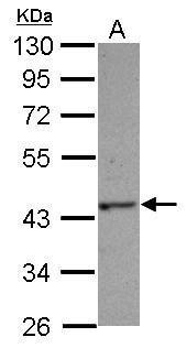 Anti-HAUS4 antibody used in Western blot. GTX106731