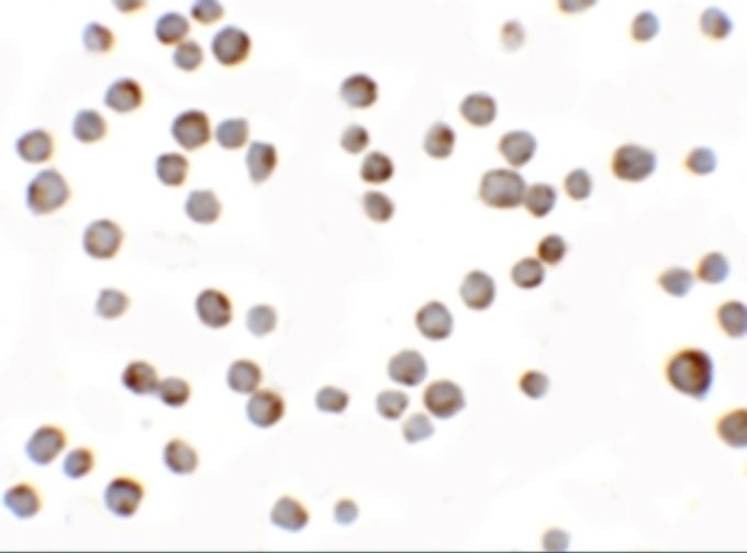 Anti-HIG1 antibody used in ICC/IF. GTX16279