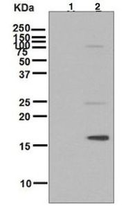 Anti-Histone H3T11ph (phospho Thr11) antibody [EPR5930] used in Western blot. GTX63813