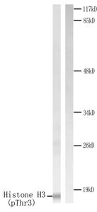 Anti-Histone H3T3ph (phospho Thr3) antibody used in Western blot. GTX79055