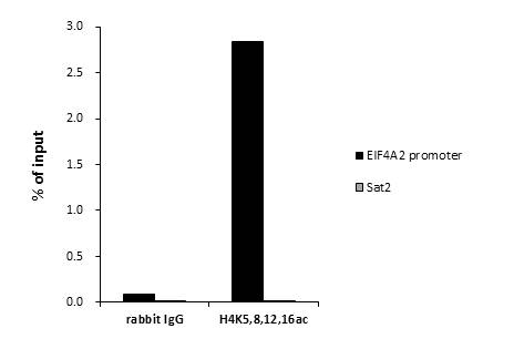 Anti-Histone H4K5K8K12K16ac (acetyl Lys5/Lys8/Lys12/Lys16) antibody - ChIP grade used in ChIP assay. GTX60334