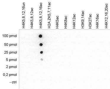 Anti-Histone H4K5K8K12K16ac (acetyl Lys5/Lys8/Lys12/Lys16) antibody - ChIP grade used in Dot blot. GTX60334