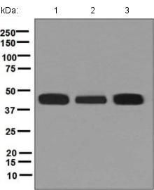 Anti-HLA-F antibody [EPR6803] used in Western blot. GTX63761