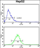 Anti-AMT antibody, N-term used in Flow cytometry/FACS. GTX81751