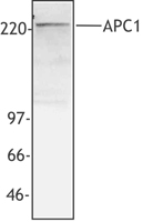 Anti-ANAPC1 antibody used in Western blot. GTX85699