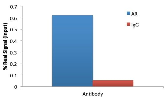 Anti-Androgen Receptor antibody, N-term used in ChIP assay. GTX19066