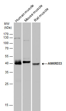Anti-ANKRD33 antibody used in Western blot. GTX120335