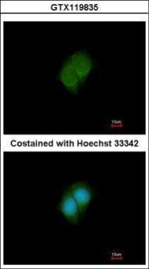 Anti-ANKS3 antibody [N2C1], Internal used in ICC/IF. GTX119835