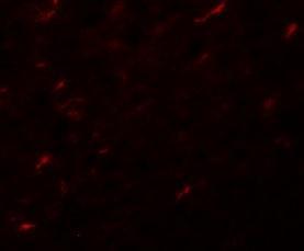 Anti-APC7 antibody used in ICC/IF. GTX85187