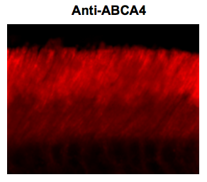 Anti-ABCA4 (Rim Protein) antibody [3F4] used in Immunohistochemistry. GTX82741
