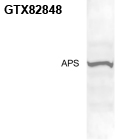 Anti-APS antibody used in Western blot. GTX82848