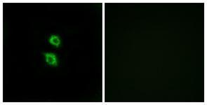 Anti-ARSD antibody used in ICC/IF. GTX87652