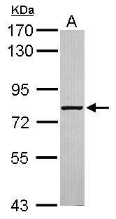 Anti-ABCF3 antibody [N1N3] used in Western blot. GTX119931