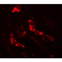 Anti-ATG3 antibody used in ICC/IF. GTX85005