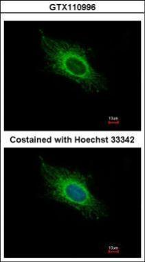 Anti-ATP5J antibody used in ICC/IF. GTX110996