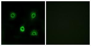 Anti-ABHD6 antibody used in ICC/IF. GTX87697