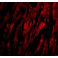Anti-BAP29 antibody used in ICC/IF. GTX85073