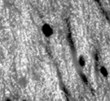Anti-Bassoon antibody [SAP7F407] used in Immunohistochemistry. GTX13249