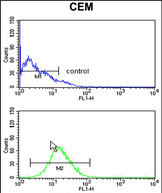 Anti-BAT4 antibody, C-term used in Flow cytometry/FACS. GTX81070
