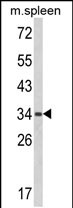 Anti-BAT4 antibody, C-term used in Western blot. GTX81070