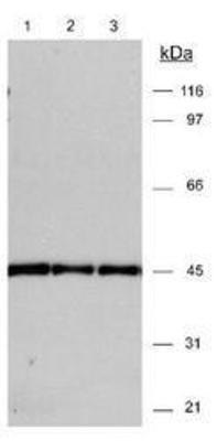 Anti-beta Actin antibody used in Western blot. GTX30632
