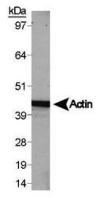 Anti-beta Actin antibody used in Western blot. GTX30632