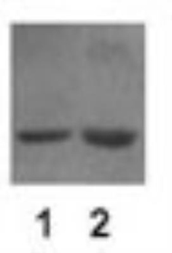 Anti-beta Actin antibody used in Western blot. GTX30632