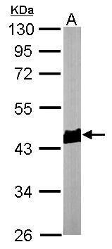 Anti-beta Actin antibody used in Western blot. GTX100313