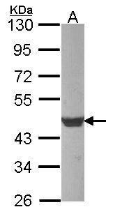 Anti-beta Actin antibody used in Western blot. GTX100313