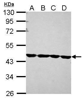 Anti-beta Actin antibody used in Western blot. GTX109639