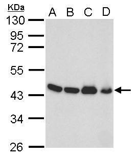 Anti-beta Actin antibody used in Western blot. GTX109639