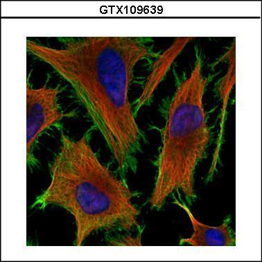 Anti-beta Actin antibody used in ICC/IF. GTX109639