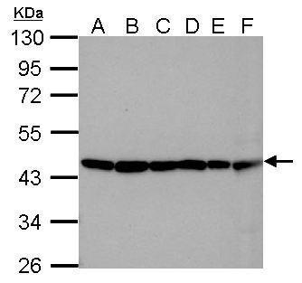 Anti-beta Actin antibody used in Western blot. GTX109639