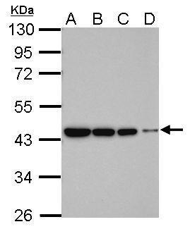 Anti-beta Actin antibody used in Western blot. GTX109639