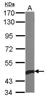 Anti-beta Actin antibody used in Western blot. GTX109639