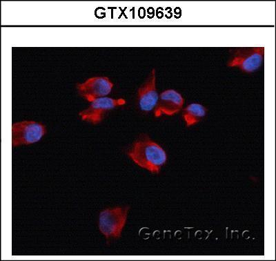 Anti-beta Actin antibody used in ICC/IF. GTX109639