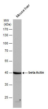 Anti-beta Actin antibody used in Western blot. GTX110564