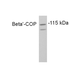 Anti-beta COP antibody used in Western blot. GTX22915