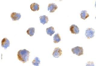 Anti-Bit1 antibody used in ICC/IF. GTX85498